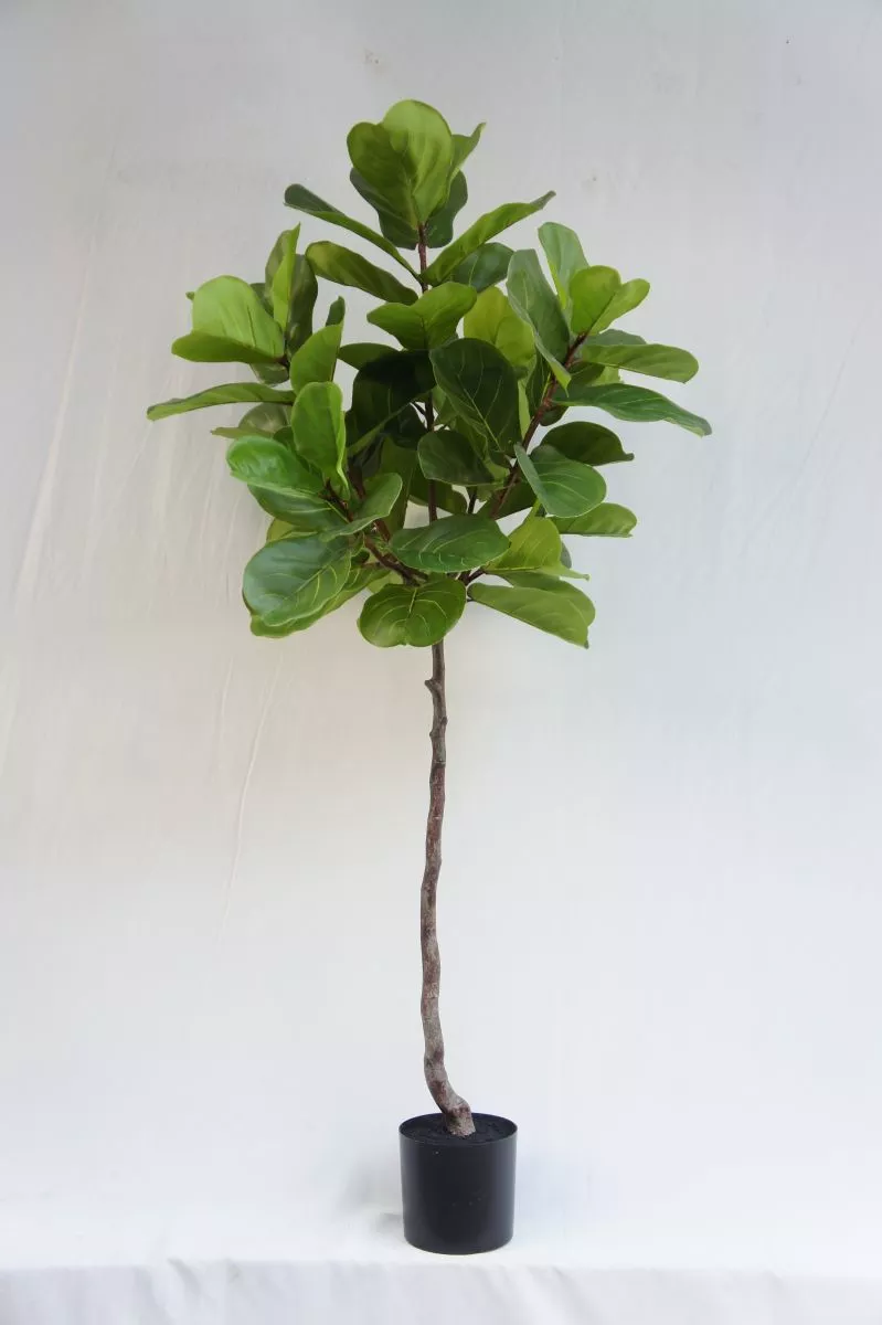 Artificial Best Selling Ficus Lyrata, 180 CM